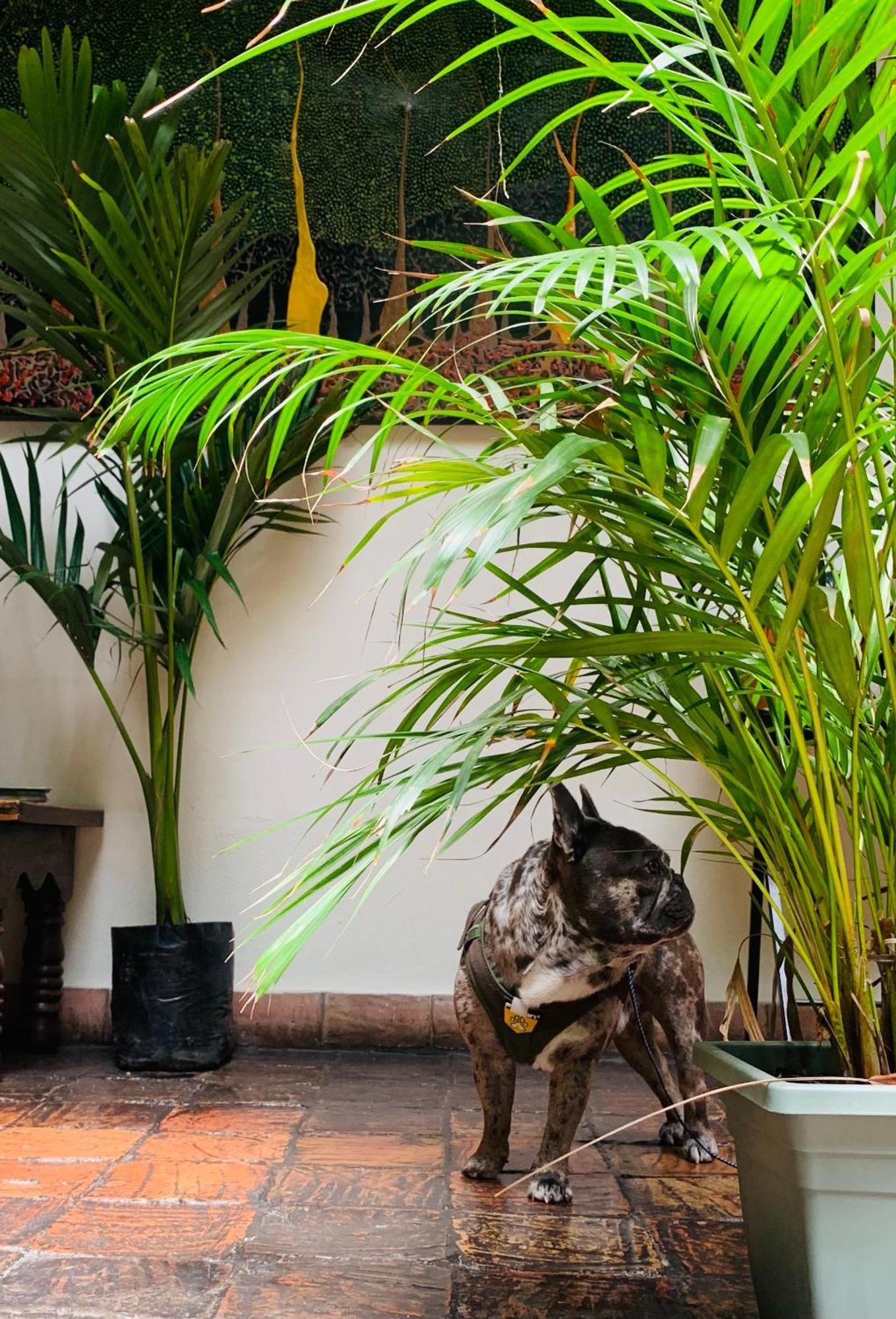 Hotel Posada De San Agustin Tunja Eksteriør billede